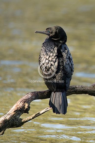 Little black cormorant (wild).