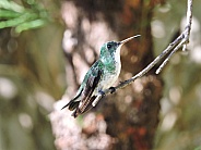 Plain-bellied Emerald Hummingbird