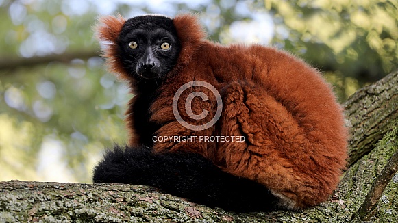 Red-ruffed lemur (Varecia rubra)