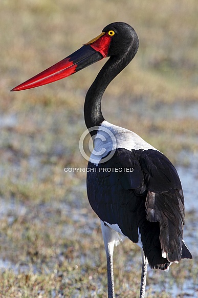 Saddlebilled Stork - Okavango Dalta - Botswana