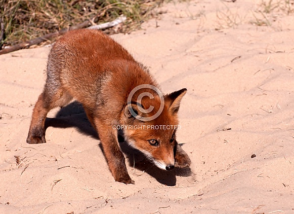 Baby red fox