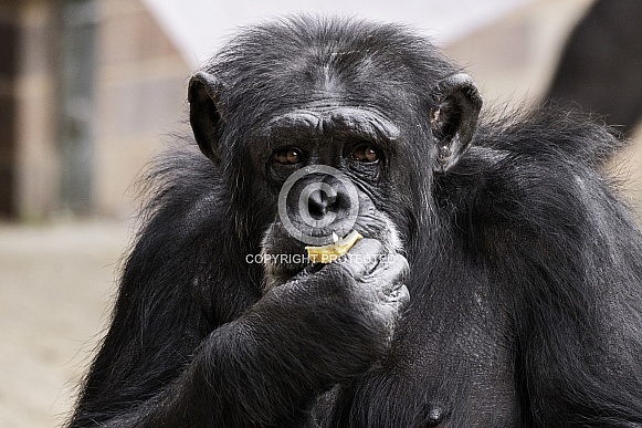 Chimpanzee Close Up Eating