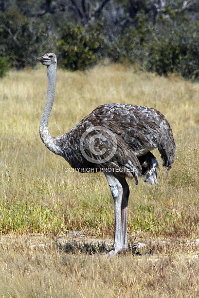 Female Ostrich - Botswana