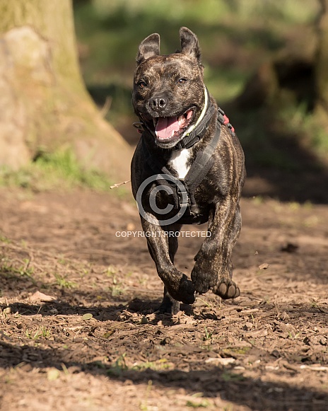 Staffordshire Bull Terrier Cross