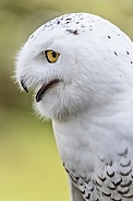 Snowy Owl--Snowy
