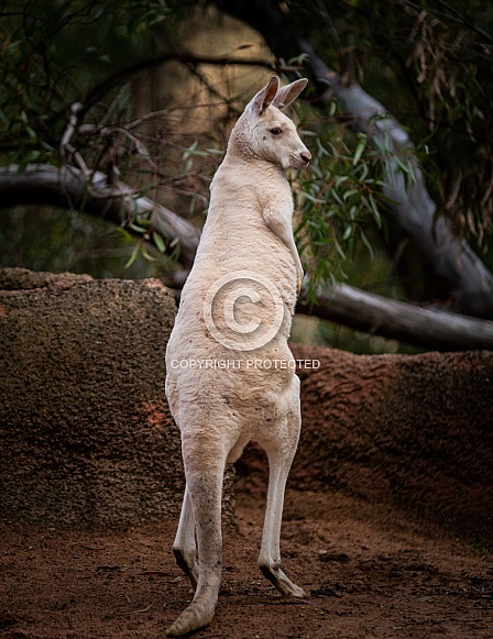 Albino Kangaroo 3