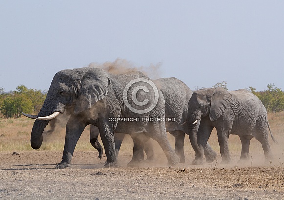 African Elephant Kruger National Park SA