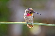 Hummingbird - Anna's