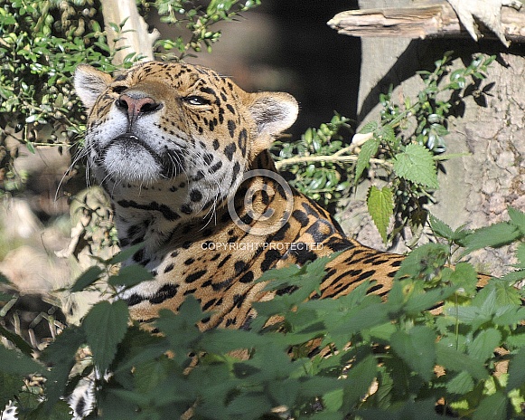 jaguar hiding in bushes