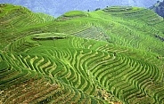 Longsheng Rice Terraces - China