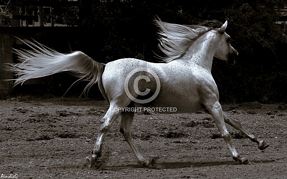 Arabian Stallion Action Shot