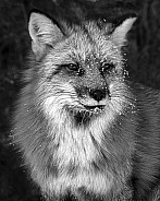 Red Fox-Icy Fox