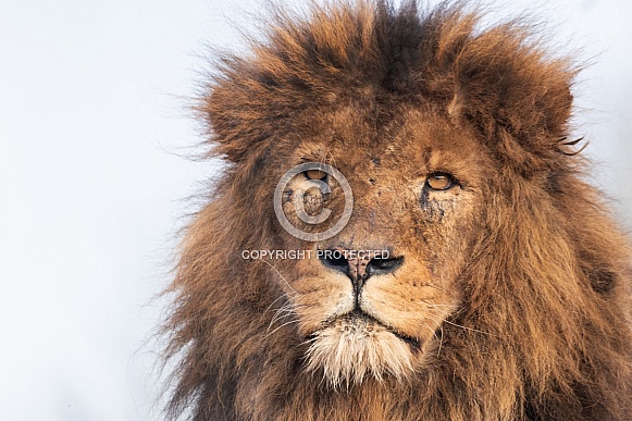 Male African Lion Close Up