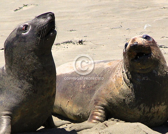 Two elephant seals