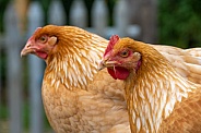 Two hens in a small farm