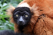 red lemur (Varecia rubra)