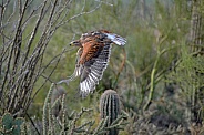 Hawk - Ferruginous Hawk in Flight