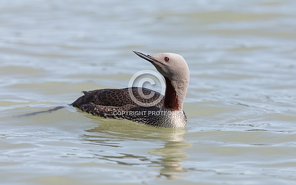 Red-throated Loon Sitting in the Lake
