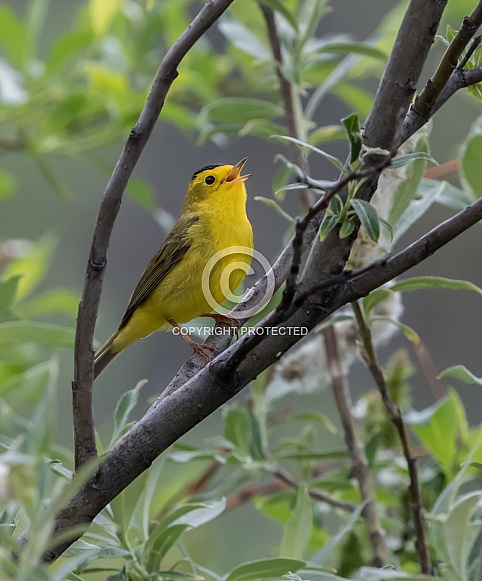 Male Wilson's Warbler Singing for a Mate