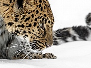 Amur Leopard-Green Eyeed Beauty