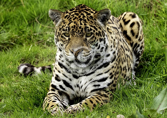 Jaguar Full Body Lying Down