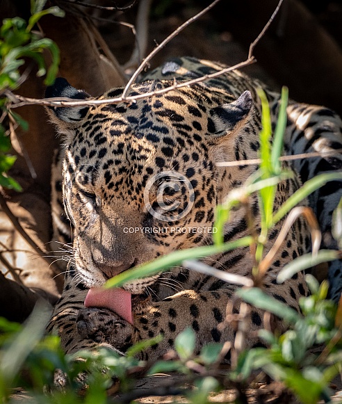 Jaguar Cleaning (wild)