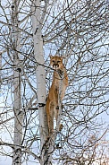 Mountain Lion in a Tree