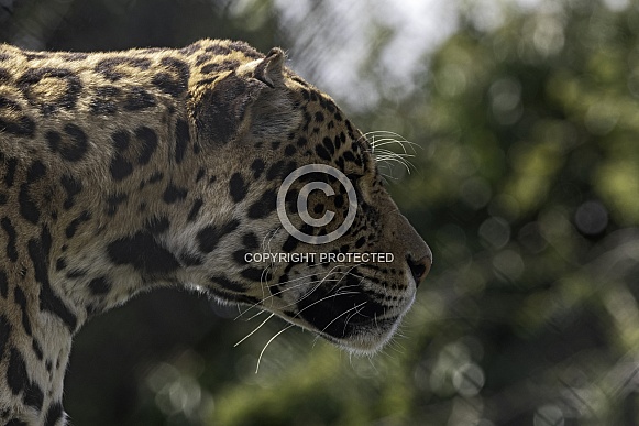 Jaguar Side Profile Face Shot