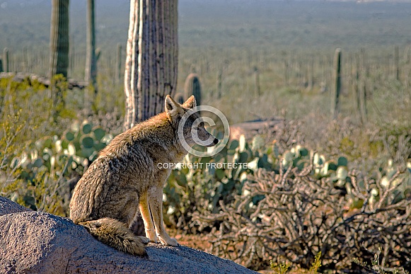 Coyote Surveys The Desert