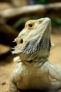 Bearded Dragon - Pogona vitticeps