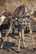 Young male Kudu Antelope - Botswana