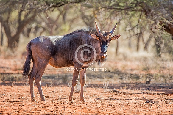 A side profile portrait of a Blue Wildebeest in Southern African savanna