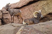 Big Horn Sheep - Ram and Ewe