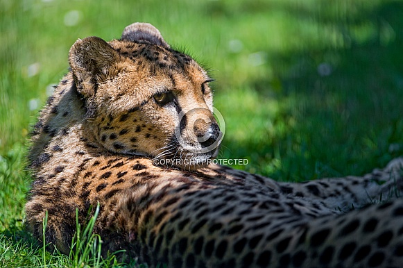 Cheetah resting, Dappled Light.