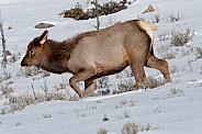 Elk calf in snow