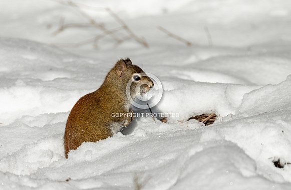Red tail squirrel sitting in the snow