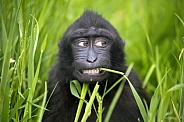 Crested Macaque (Macaca Nigra)