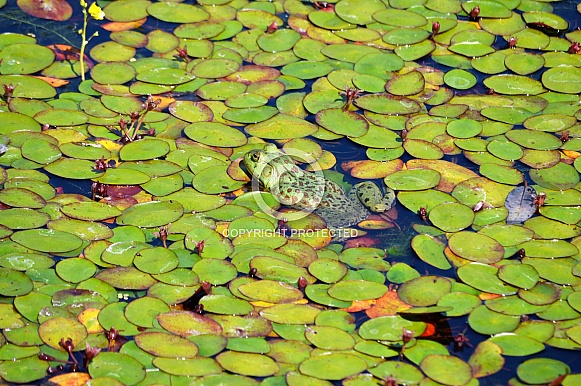 Frog in Camoflauge