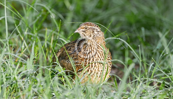 Wild domestic common quail -  coturnix coturnix, or European quail