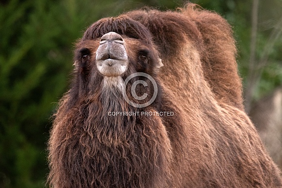 Bactrian Camel Looking At Camera