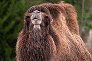 Bactrian Camel Looking At Camera