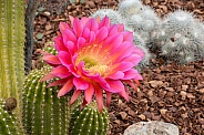 Flying Saucer Cactus with Flowers