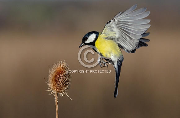 Hovering Great tit