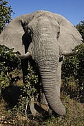 Bull Elephant - Zimbabwe