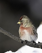 Common Male Redpoll Perching on a Branch