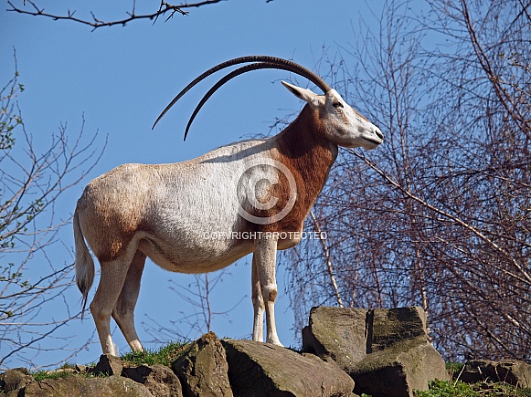 scimitar oryx (Oryx dammah)
