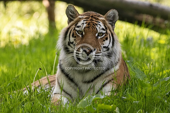 Amur Tiger Lying In The Grass
