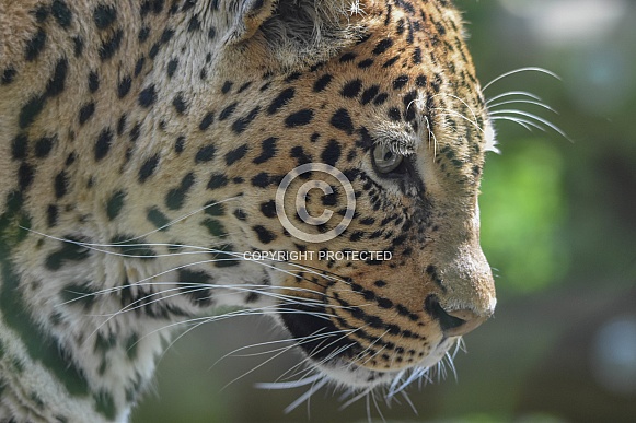 African Leopard Looking Sideways
