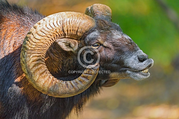 Male mouflon
