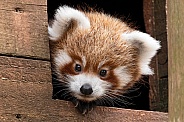 Red Panda Cub Peeking Out Nest Box